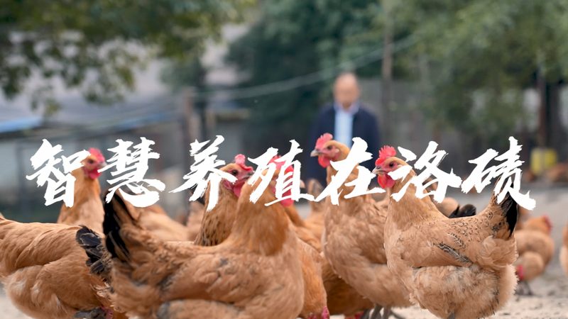 提升CRO转化率：关键步骤与优化策略
