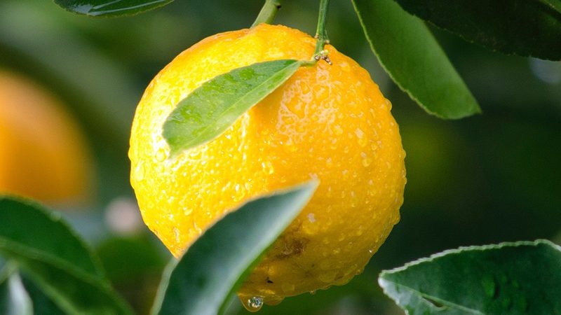 生态农业与传统农业：一场农业革命的对决