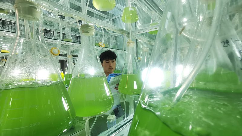 CDMO技术平台资质参数揭秘：揭秘制药企业的“幕后英雄